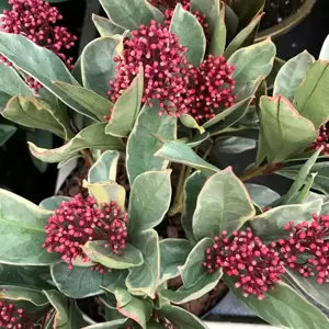 Skimmia japonica 'Perosa' (M)